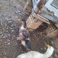 ادو تا اردک نر