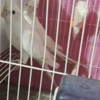 عروس هلندی|پرنده|قوچان, |دیوار