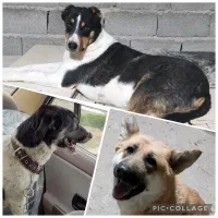 واگذاری و سرپرستی سه عدد فرشته