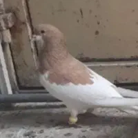 گمشده|حیوانات|اصفهان, حسین‌آباد|دیوار