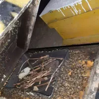 زنبور عسل