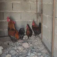 خروس سیاه