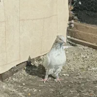 سینه آبی نر