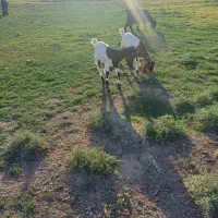 بز دوقلوزا|حیوانات مزرعه|گتوند, |دیوار