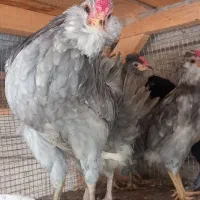 فروش نیمچه خروس طوسی ۴ ماهه