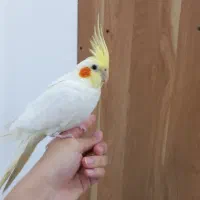 عروس هلندی نر