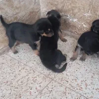 واگذاری توله ژرمن دوبرمن