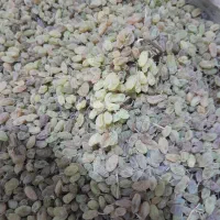 انگور سایه خشک کشمشی درشت درجه یک ارگانیک|خوردنی و آشامیدنی|ملایر, |دیوار