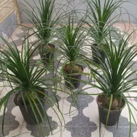 گل لیندا سایز بزرگ