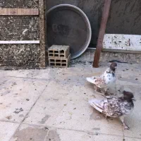 کفتر پرشی|پرنده|قم, نخودی|دیوار