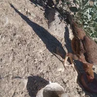 سرباز|حیوانات مزرعه|کیشکور, |دیوار