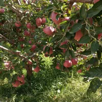 خریدار سیب رو درخت و جعبه