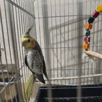 فروش عروس هلندی نر ۵ماهه