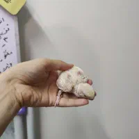طوطی کوتوله برزیلی / عروس|پرنده|تهران, نیروی هوایی (پیروزی)|دیوار