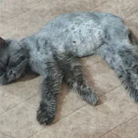 واگذاری گربه پرشین