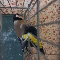 سهره زرد|پرنده|دزفول, |دیوار