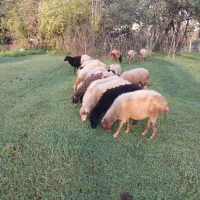 گوسفند داشتی