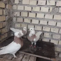 طوق پرتقالی قشنگ