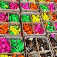 جوجه رنگی و گلپایگان بوقلمون