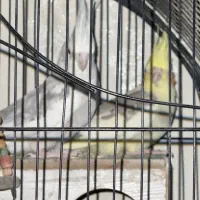 عروس هلندی یک جفت دم بلند|پرنده|تهران, امام زاده عبدالله|دیوار