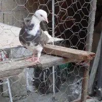 تعداد ۵ عدد کفتر فروش