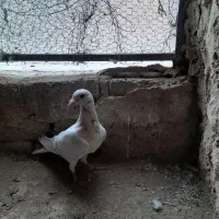 کفتر مغلف خطی|پرنده|اقبالیه, |دیوار