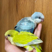 جوجه طوطی راهب