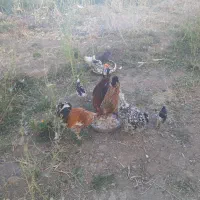 مرغ گلین|حیوانات مزرعه|سمیرم, |دیوار