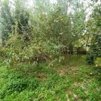 زمین410متردیانتی-خیابان-استقلال
