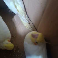 عروس هلندی دستی|پرنده|نکا, |دیوار