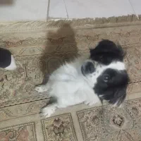 سگ پیکینیز|سگ|رشت, آب آسیاب|دیوار