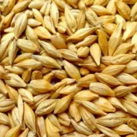 جو بذری شش پر
