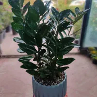 گیاه زاموفیلیا چهار سایز در گلوریا موجود شد|گل و گیاه طبیعی|قم, پردیسان|دیوار