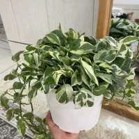 تعدادی گل شاداب