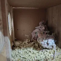 جفت با جوجه و قفس و پایه