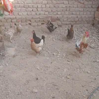 مرغ تخمی