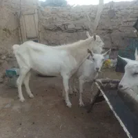 سانن نربز