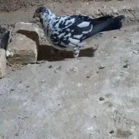 کبوتر خالمند نر