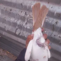 ۷تا نر گردن کلفت