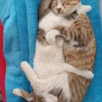 واگذاری فوری دوتا گربه باهم