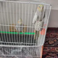 فروش فوری عروس هلندی ۶ماهه و ۴ماهه