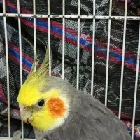 عروس هلندی نر