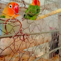 کوتوله فیشر