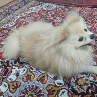 سگ پامیرین عروسکی|سگ|بندرعباس, |دیوار