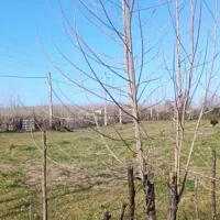 زمین مسکونی سنددار صومعه سرا