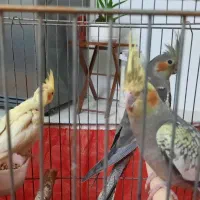 عروس هلندی نرو ماده