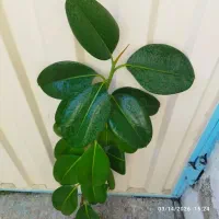 گل زیبای فیکوس آپارتمانی