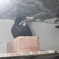 ماده سیاه ریش کلاهی|پرنده|زرند, |دیوار