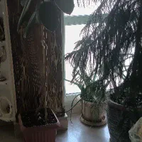 گلدان|گل و گیاه طبیعی|تهران, جمال‌زاده|دیوار