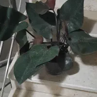 فیلندرون بلک و اگلونما